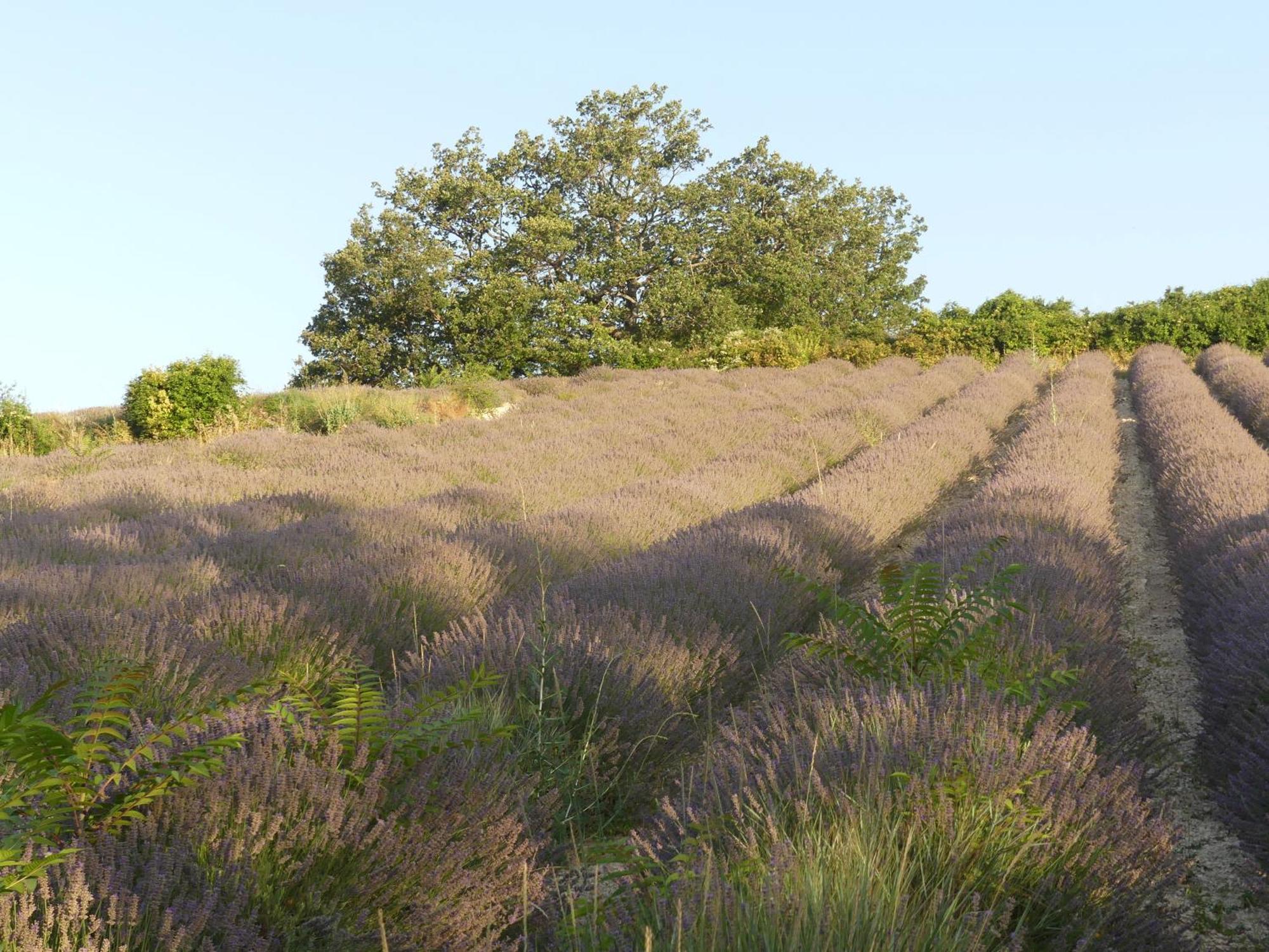 Maison De Campagne La Teranga Au Coeur Du Luberon 압트 외부 사진