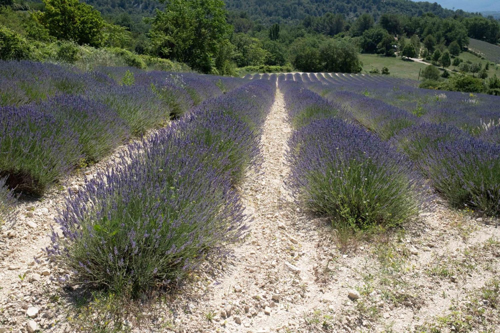 Maison De Campagne La Teranga Au Coeur Du Luberon 압트 외부 사진